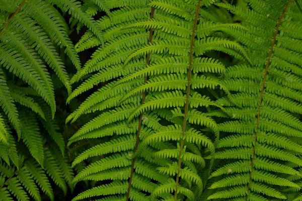 Quels sont les avantages des box minceur pour une perte de poids efficace ?