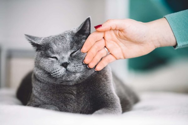Comment l'entretien d'un British Shorthair diffère-t-il des autres races de chats ?