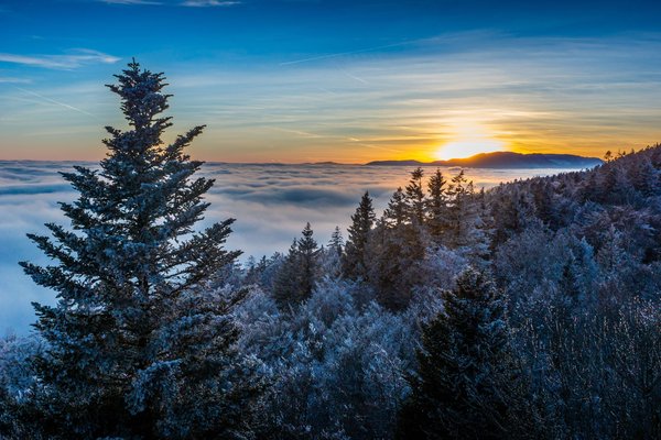 Le sapin de Noël en 2023 : pourquoi cette tradition perd-elle de son éclat ?