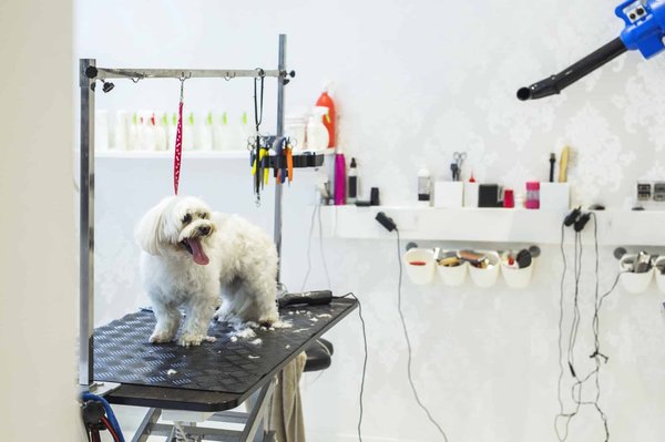 Comment trouver des clients pour son salon de toilettage canin ?